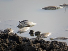 Dead fish 4