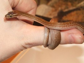 "It's a house snake, you'll be just fine" - a Lowvelder.