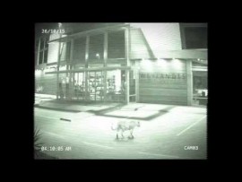Leopard caught on CCTV in Mbomela at Weylandts, Riverside