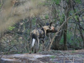 wild dogs