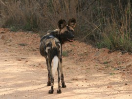 wild dogs