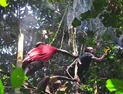 Collecting Honey