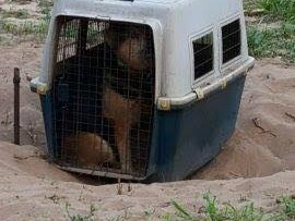 Dog 1