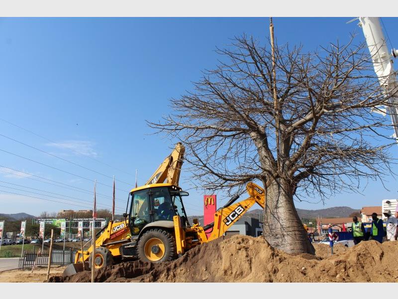 The tree being moved in its dormant stage.