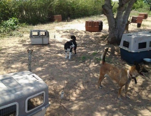 MAPS found that the dogs were healthy and happy.