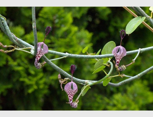 distincta-2_49059