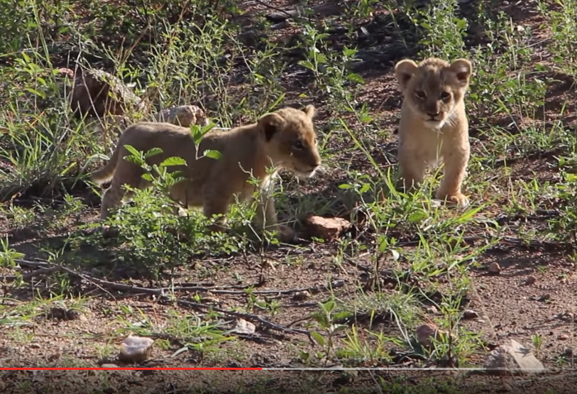 lion cubs