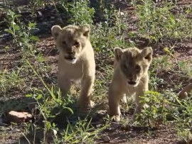 cubs