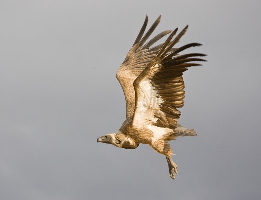 African White-backed Vulture_Ad_Flight_Moholoholo Andre Botha