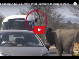 elephant selfi