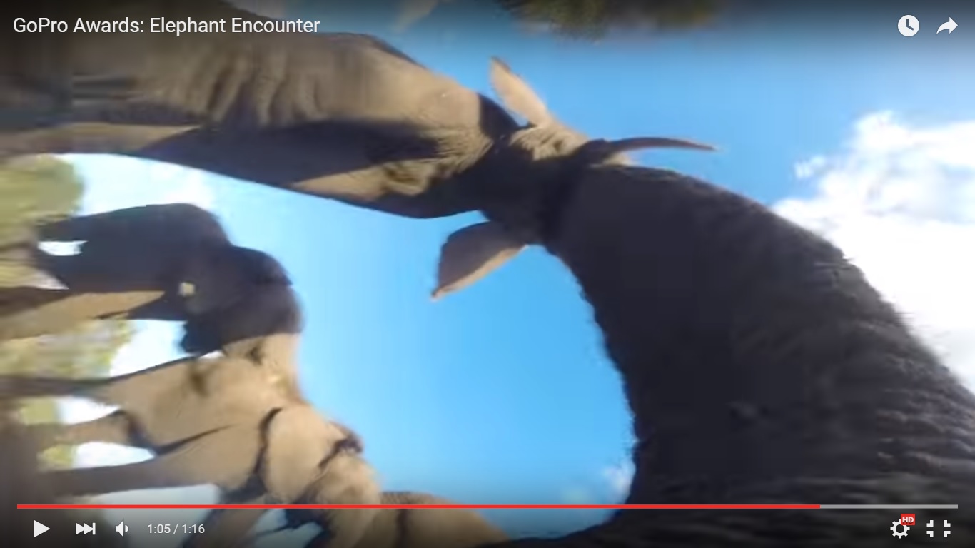 elephant