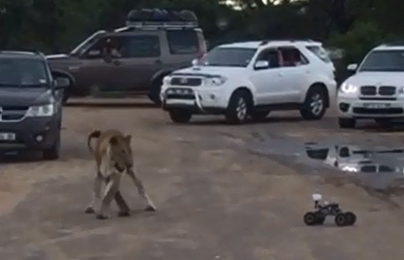 lion2
