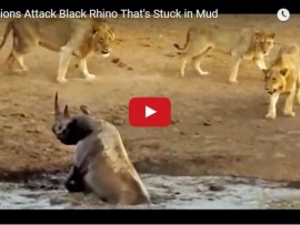 rhino