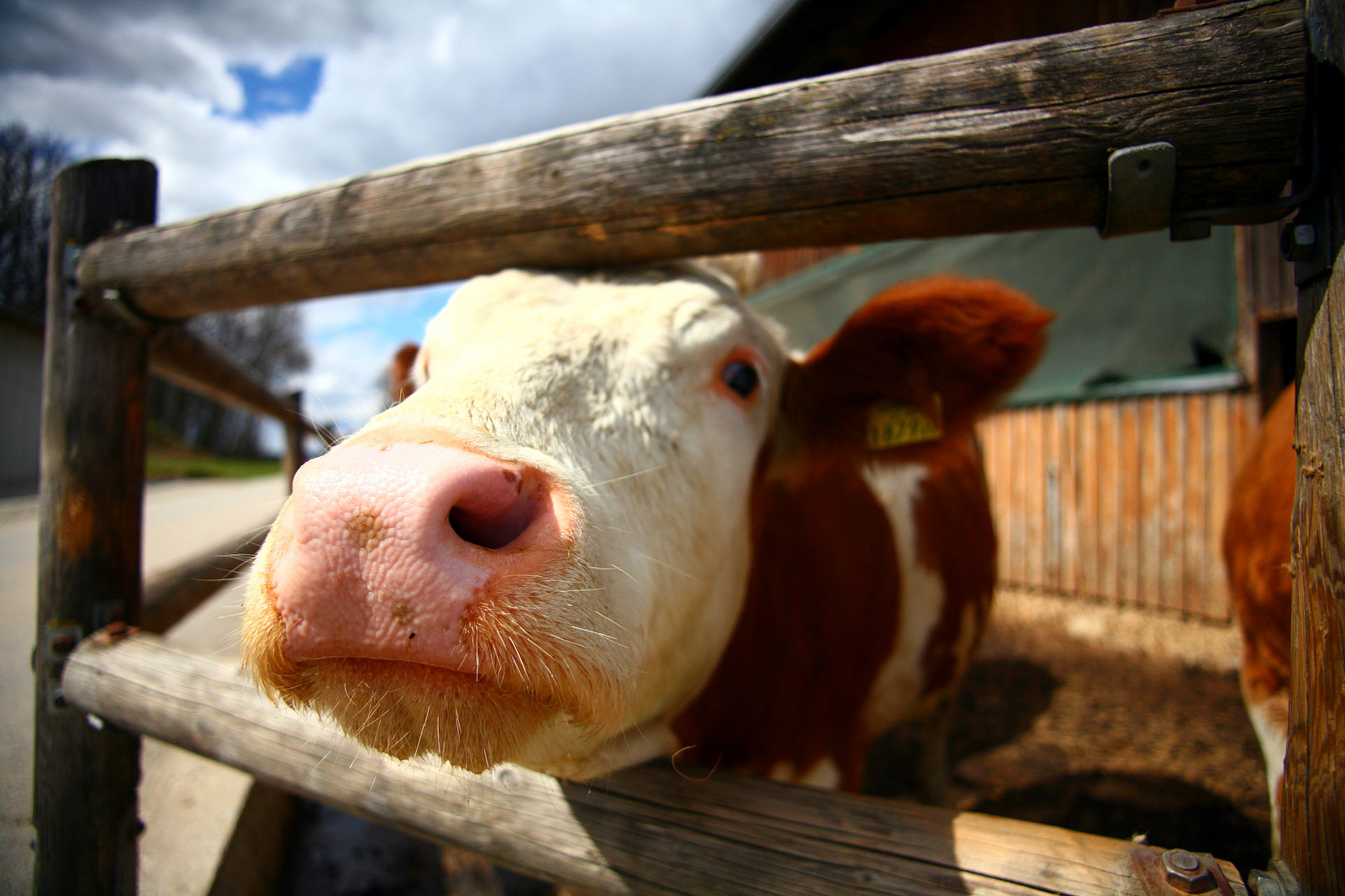 rising milk price