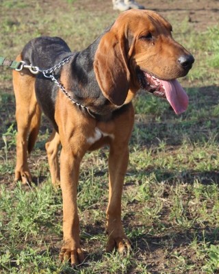 Die Dobermann-Bloedhondkruising maak 'n uitmuntende koue spoor spoorhond uit.