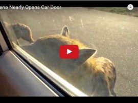 hyena
