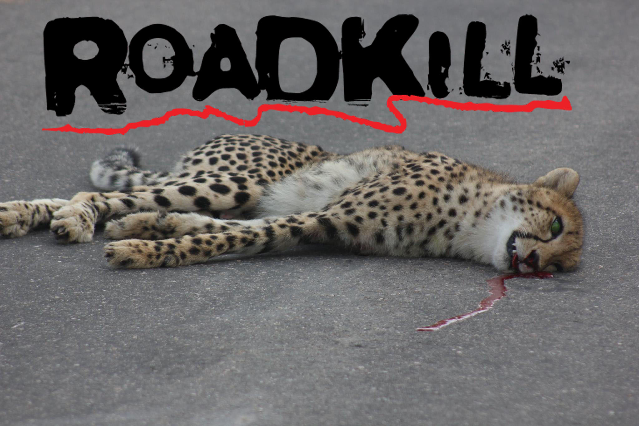 luiperd-dood-in-park1