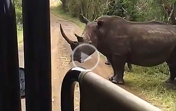 rhino Kruger Park