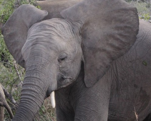 baba-olifant (Small) fin