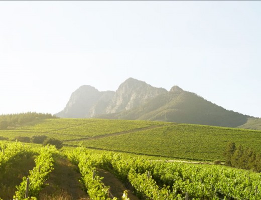 Wingerde van Mount Vernon naby Klapmuts in die Boland.
