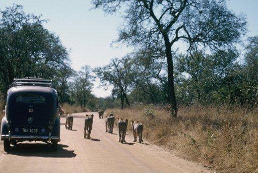 KNP 1950's