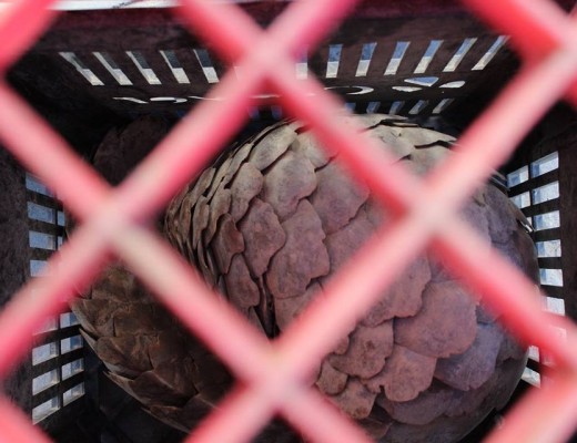 krt pangolin