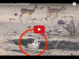 lion failed hunt