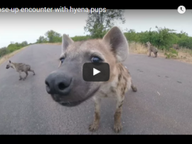 Close-up encounter with hyena pups