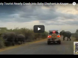 Hasty driver almost hits young elephant