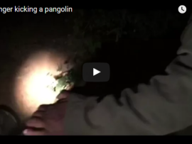 VIDEO Outrage over KNP-guide who kicked pangolin in Kruger