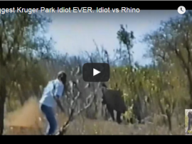 Visitor gets out of vehicle and throws stones at KNP rhino