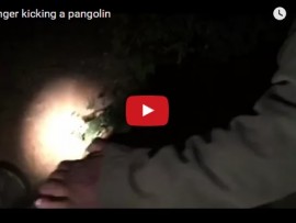kick pangolin