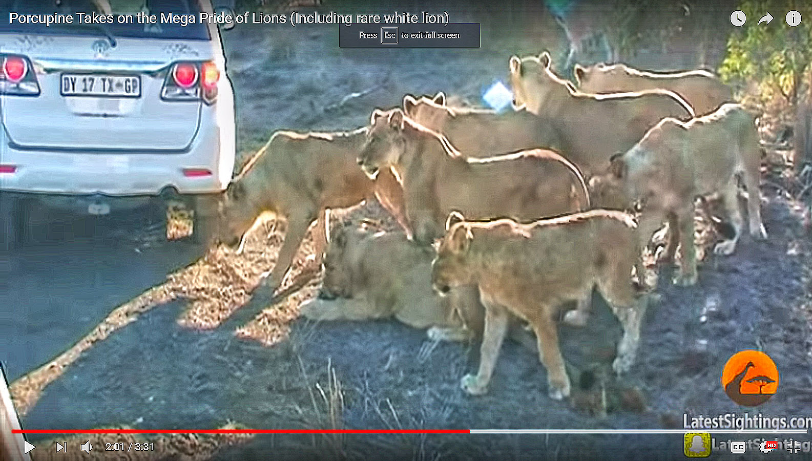 lion