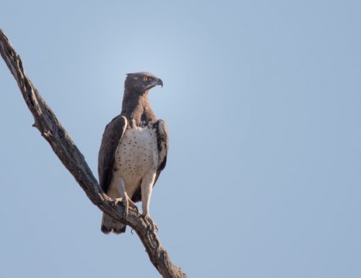 King of the air, the martial eagle. Photograph: Martin Taylor