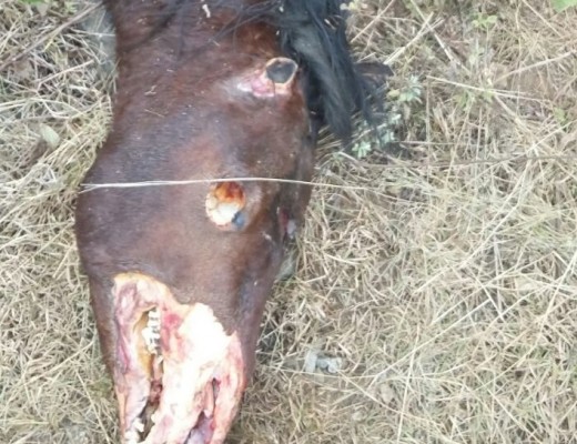 perd beseer 2