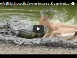 Don't blink - crocodile snatches unsuspecting impala