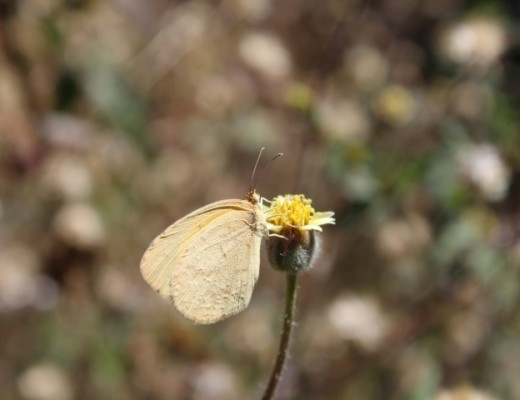 IMG_1989 (Small)