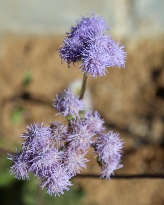 Ageratum loustonianum