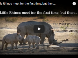 Two baby rhinos meet and play at KNP waterhole