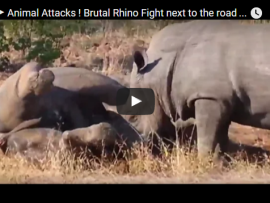 WATCH Rhino launches merciless attack on another