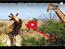 giraffe