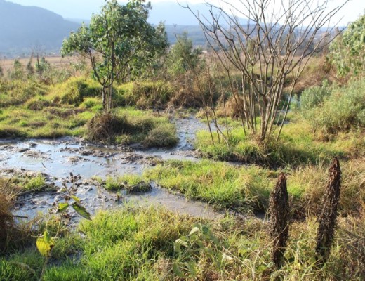 into the river (Small)