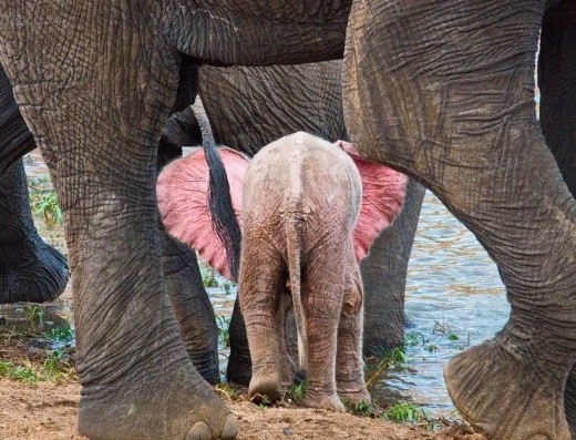 pienk ellie (Small) cropped
