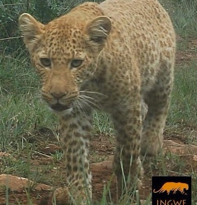 pink leopard tara pirie (Small)