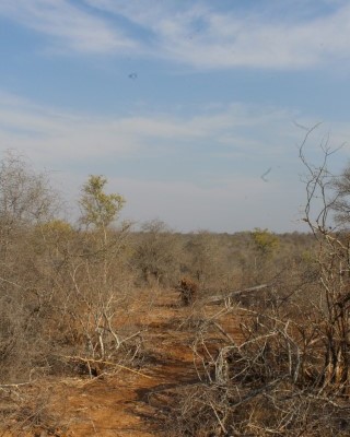 The drought may bring an end to the KNP as we know it as the face of the savannah may be drastically impacted by