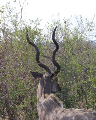 Browsers are a little better off than grazers in the present drought.