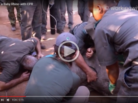 VIDEO Orphaned white rhino receives CPR1