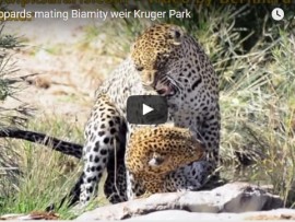 WATCH Rare sighting of leopards mating