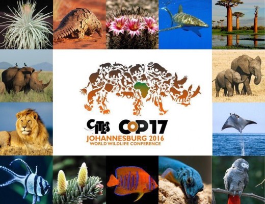 cites