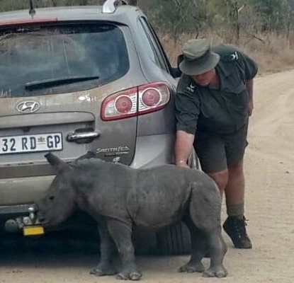 Don English saving a rhino that got lost after her mother was poached.